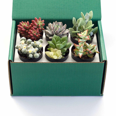 Custom Logo Printed Paper Cactus Succulents Live Plants Packaging Box
